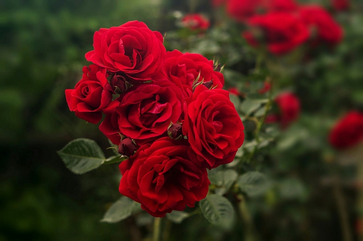 Beautiful Red Roses