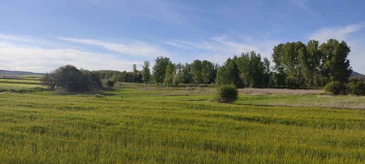 campos de cebada caminreal Teruel
