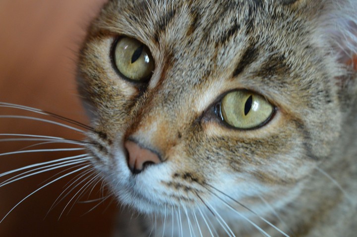 Моя любимая кошка Варвара
