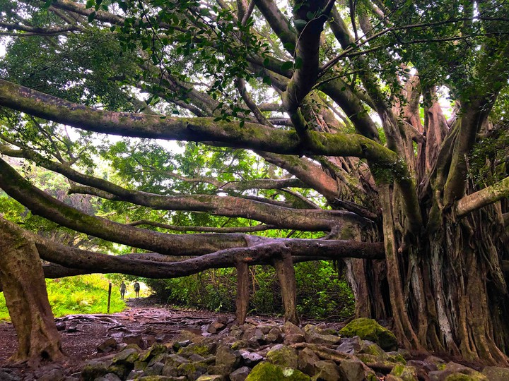banyan