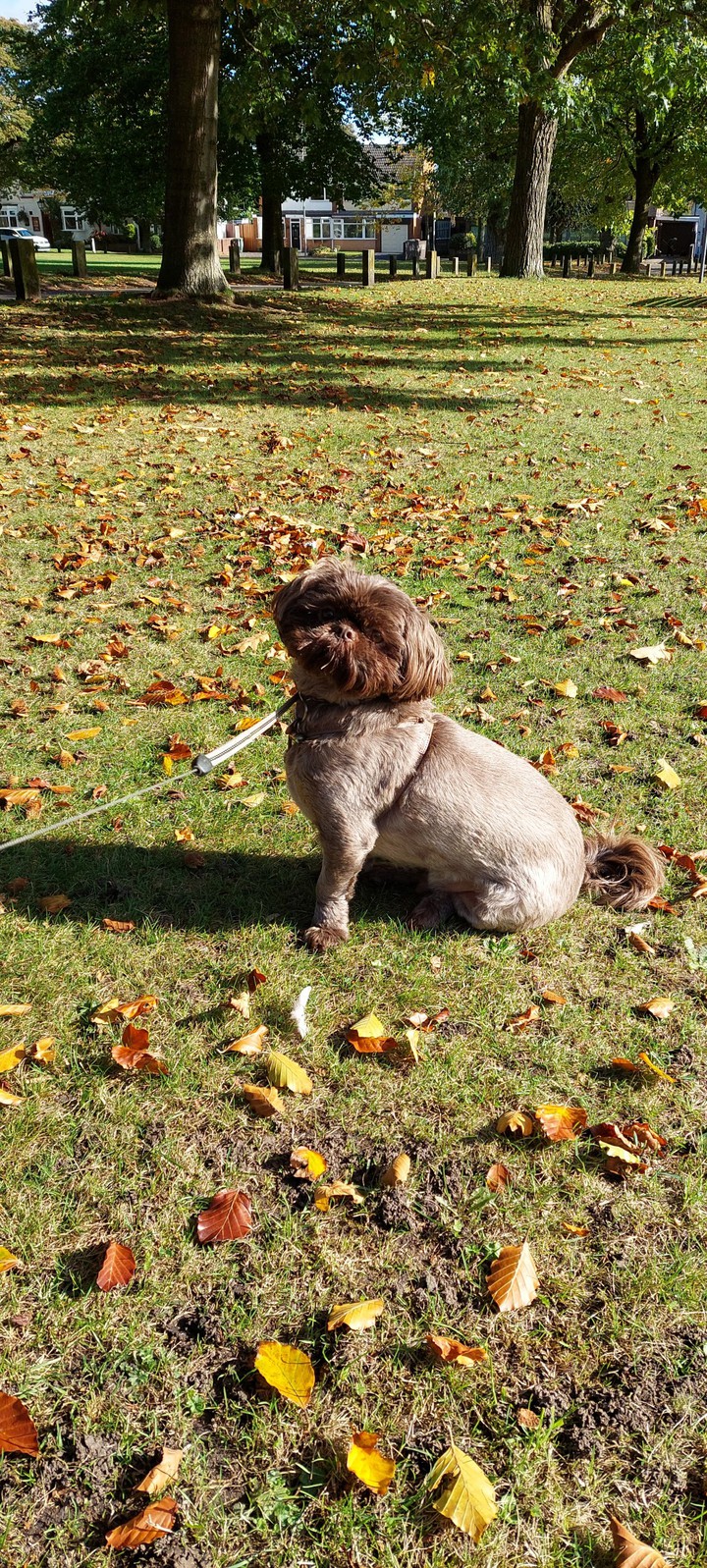 posing in the autumn