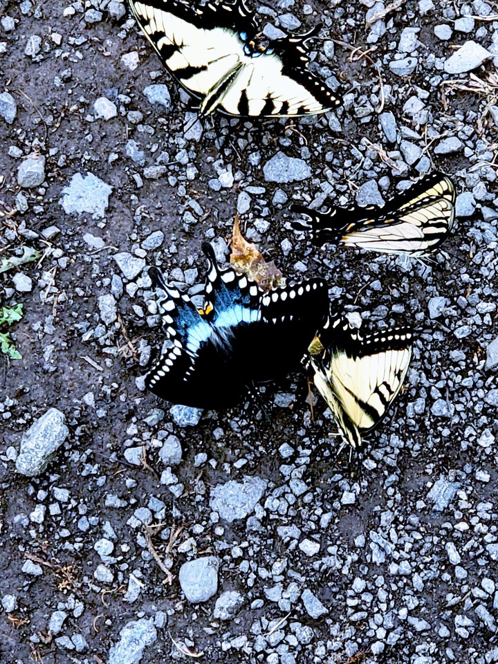 butterfly congregation