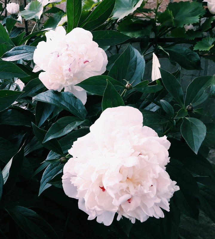 #pions #peony #paeonia #flowers