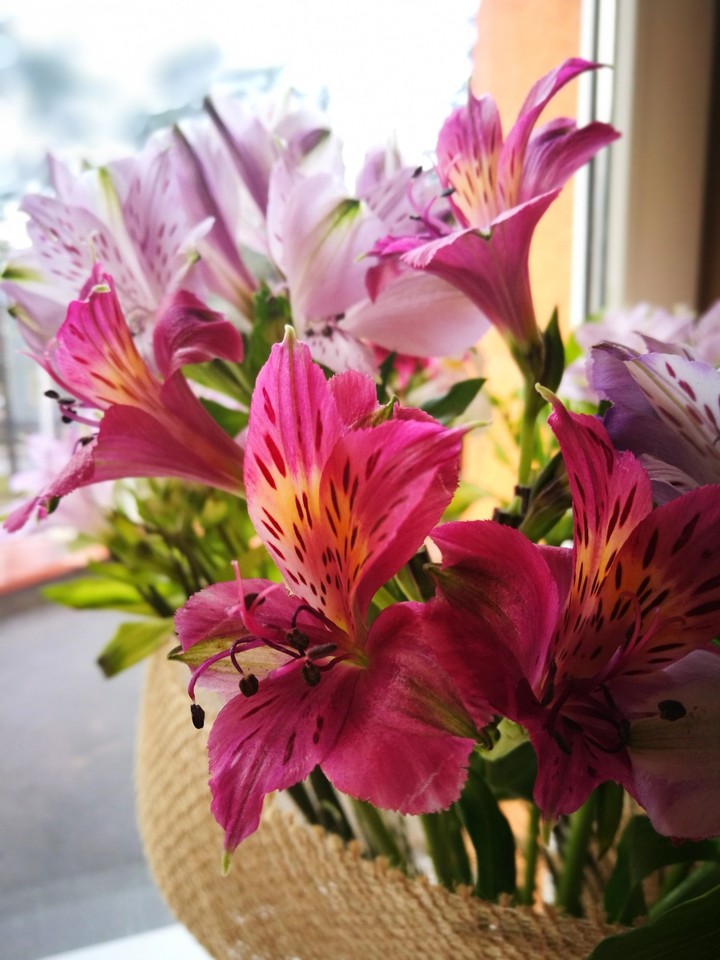 pink flowers