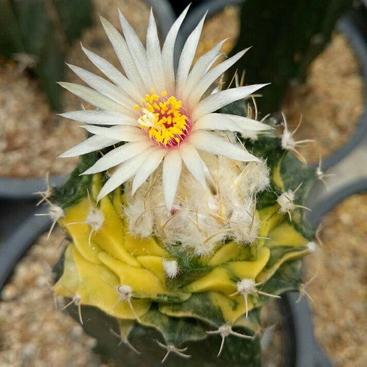 Cactus
