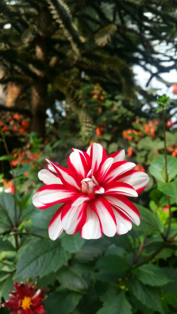 Candy Cane Flower
