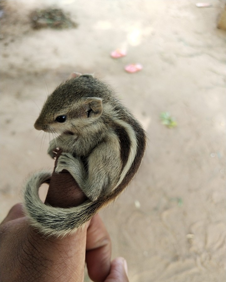 baby squirrel