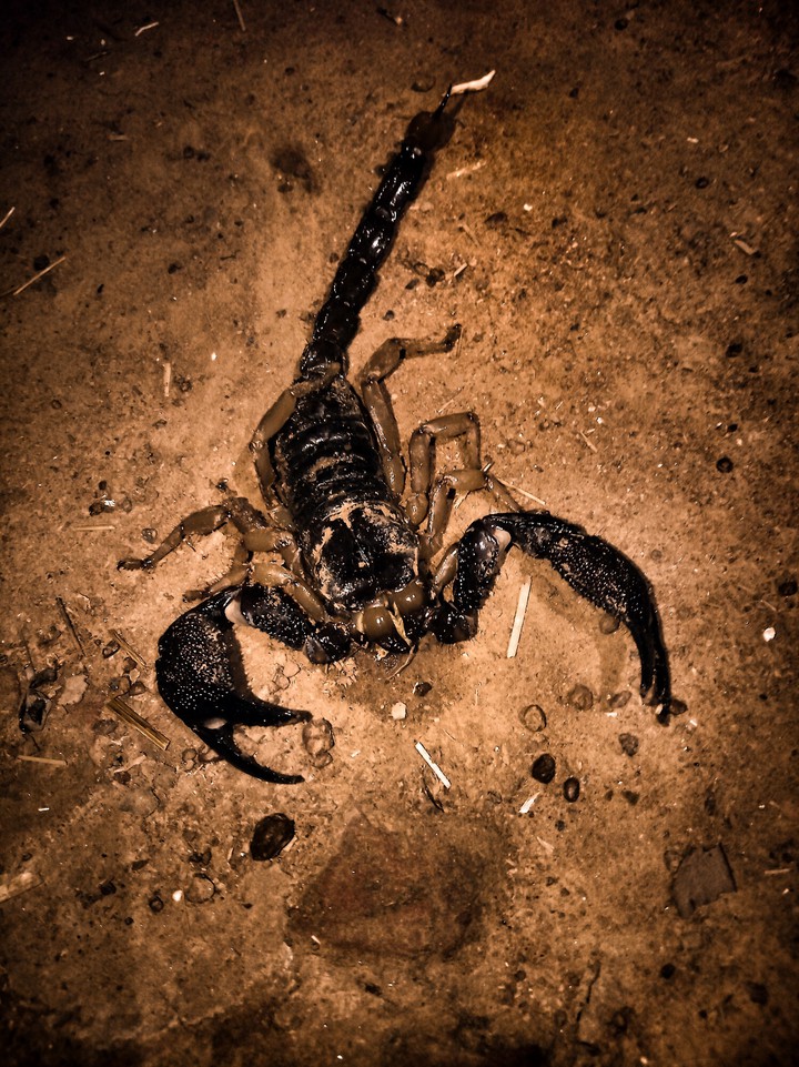 scorpion