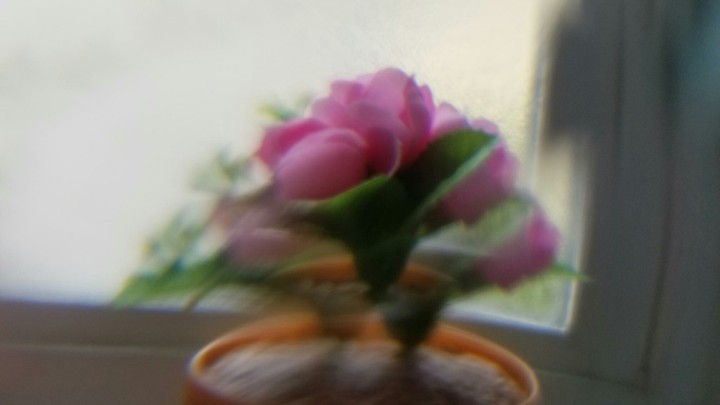 Blooming Flower