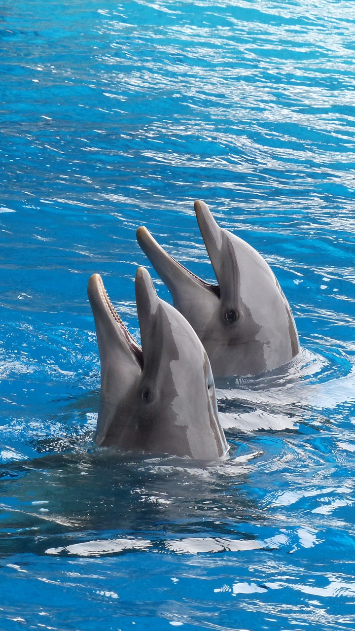 dolphins