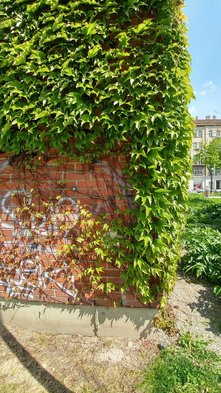Graffiti