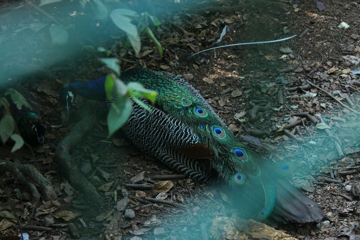 papinaseri snake park kannor kerala