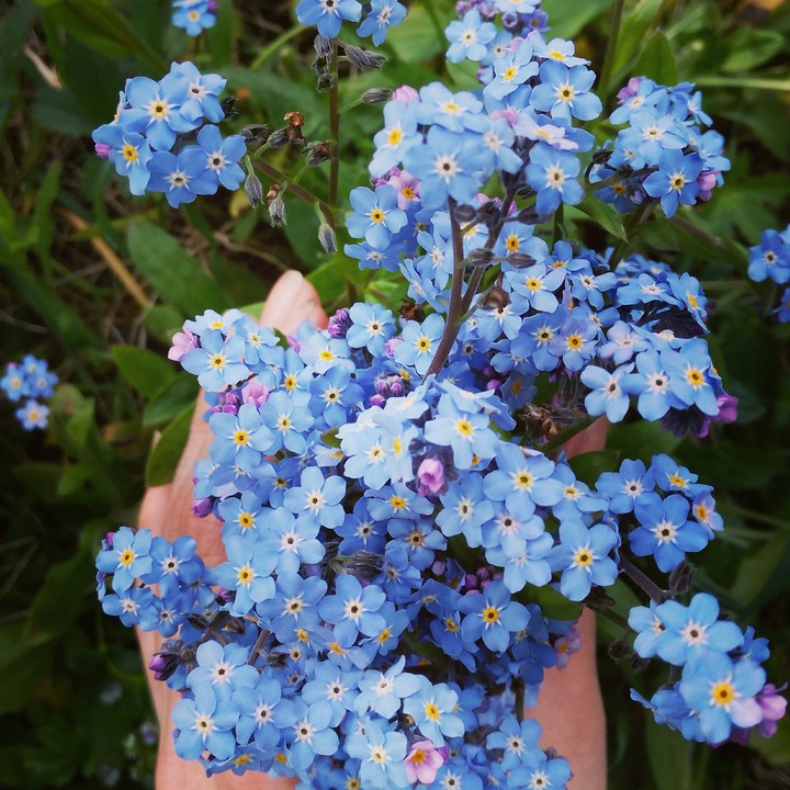 Незабудки цветы