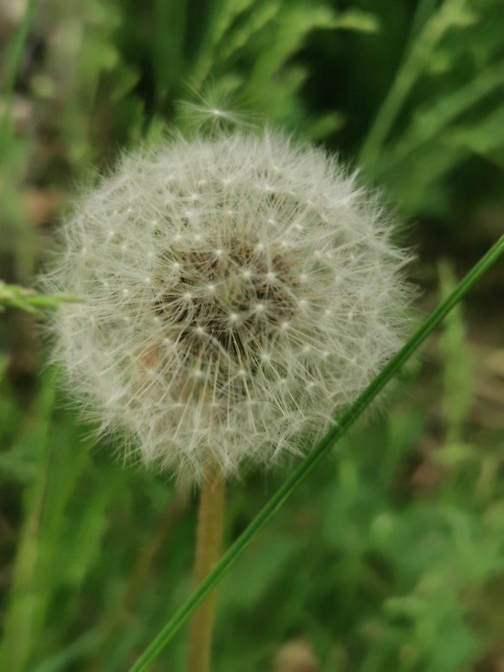 dandelion