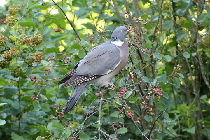 Ringdove