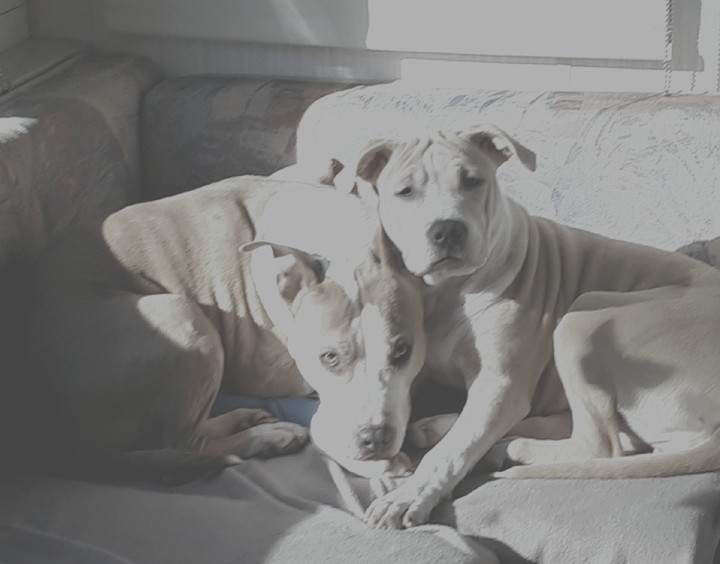 doggies