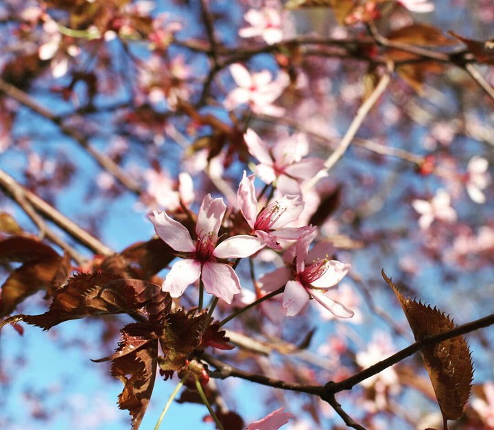sunny hanami
