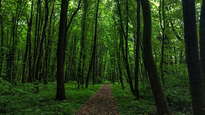 FOREST