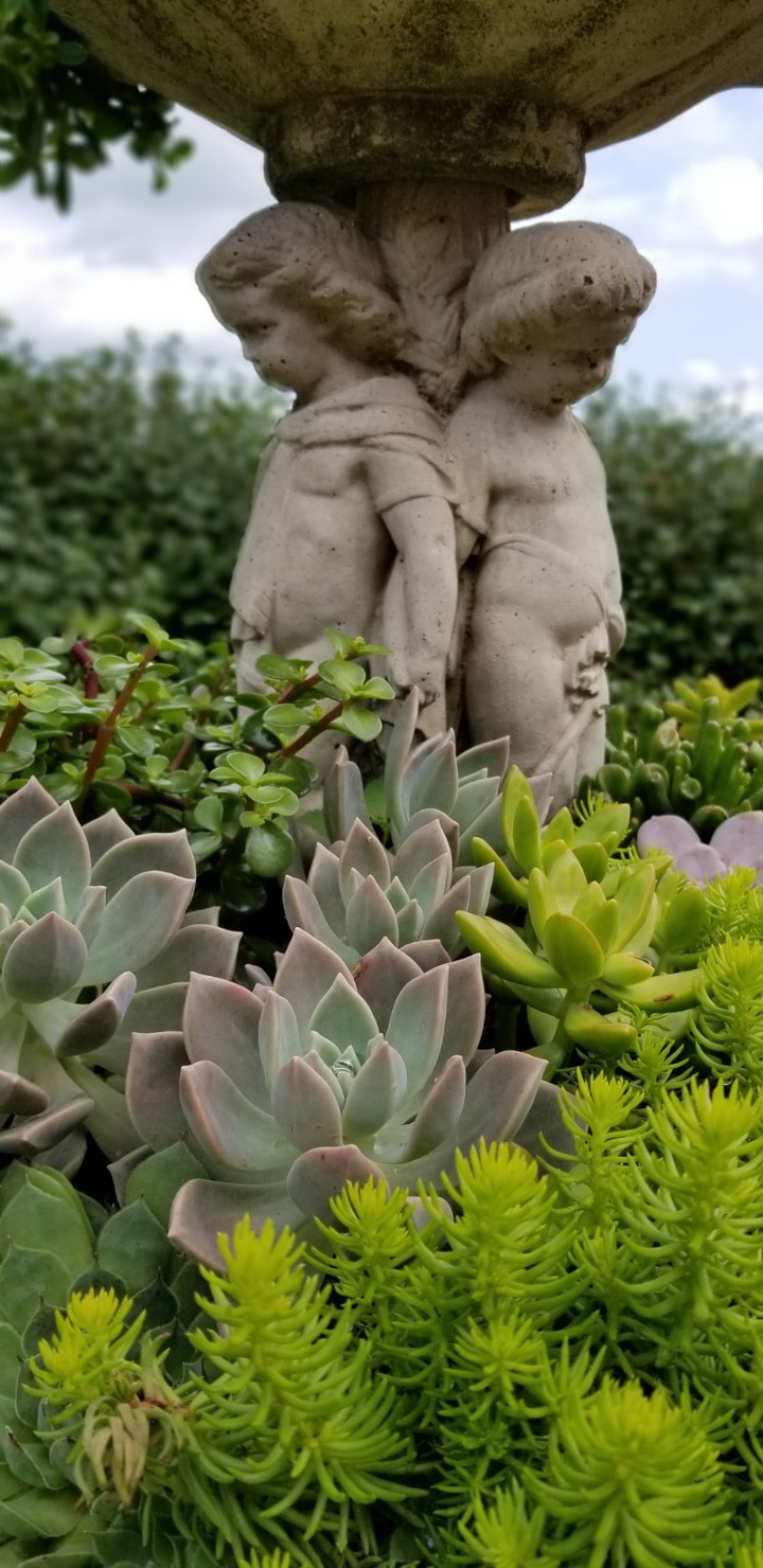 fountain and plants