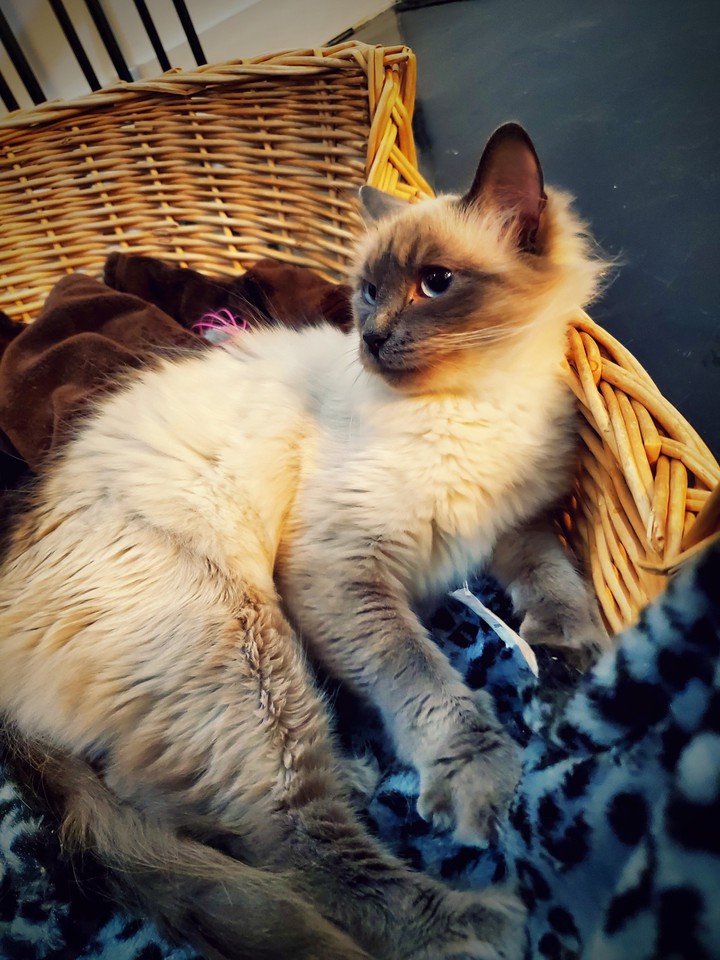Kittyy