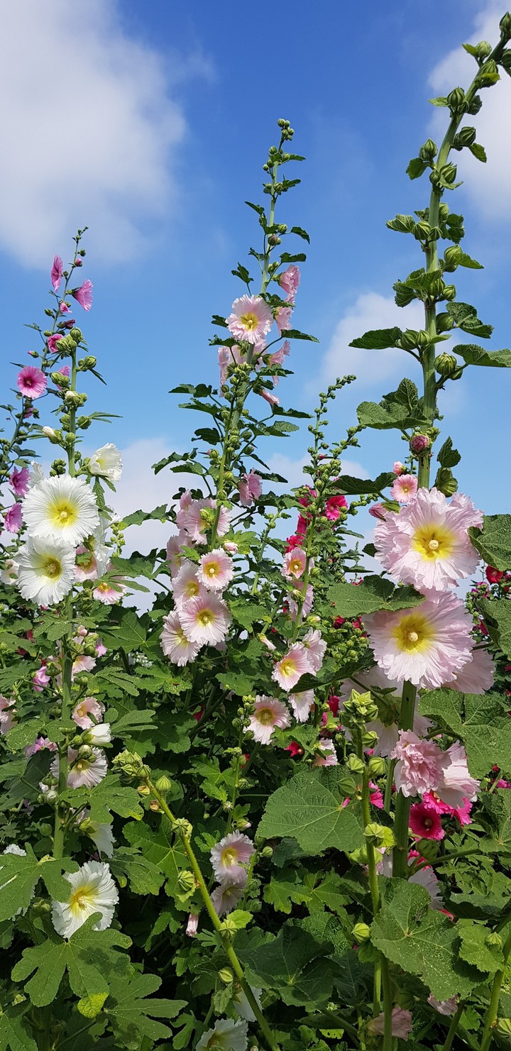 Hollyhock