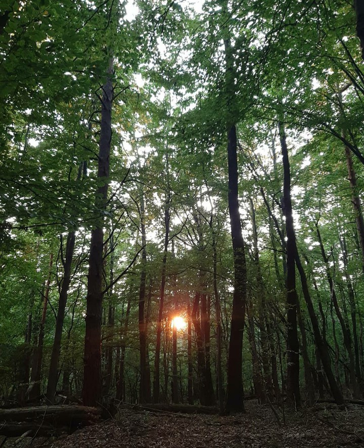 Where all the fairies live