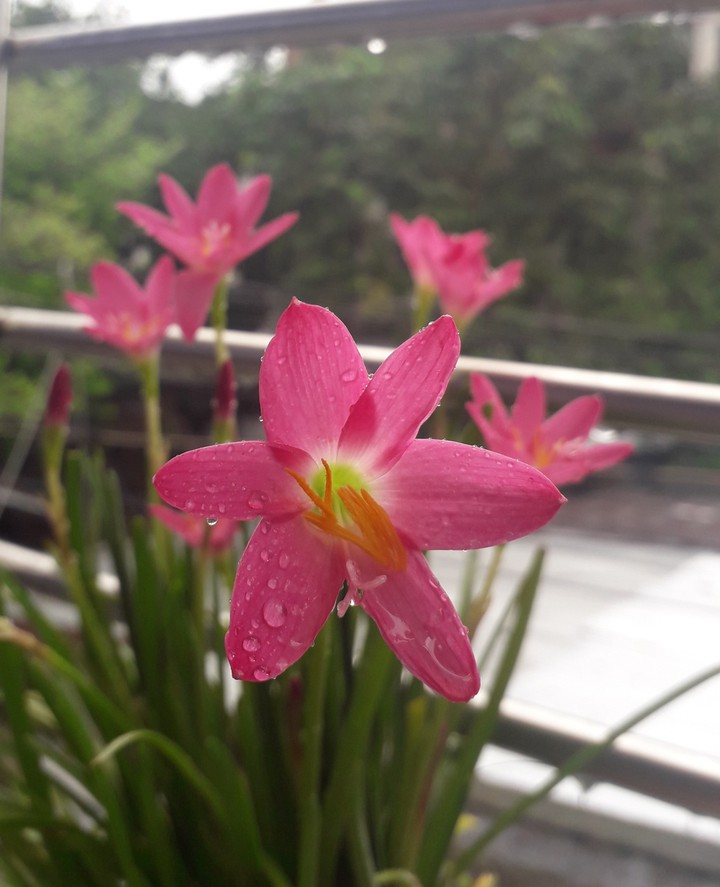 rain lilly
