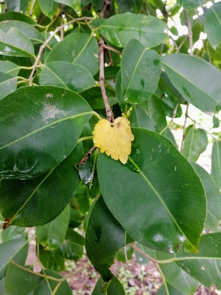 leaves