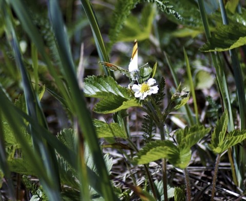 обои petal, eyebright