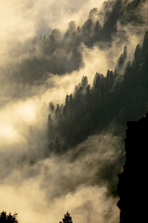 fonds d'écran forest, conifers