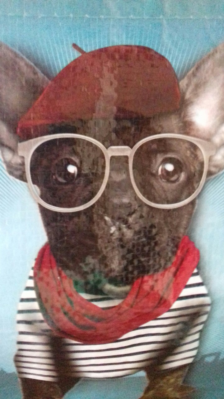 chien