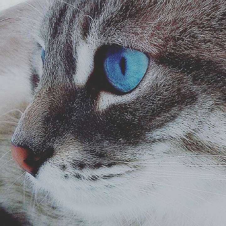 My cat. Sebastian