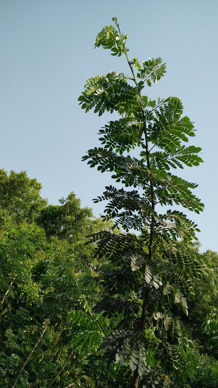 Nature