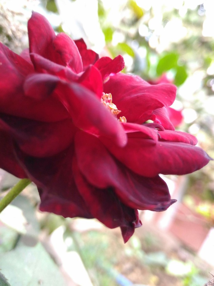 rose