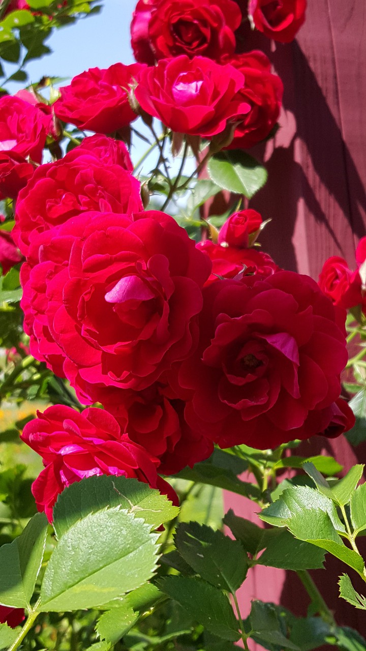 Garden Rose