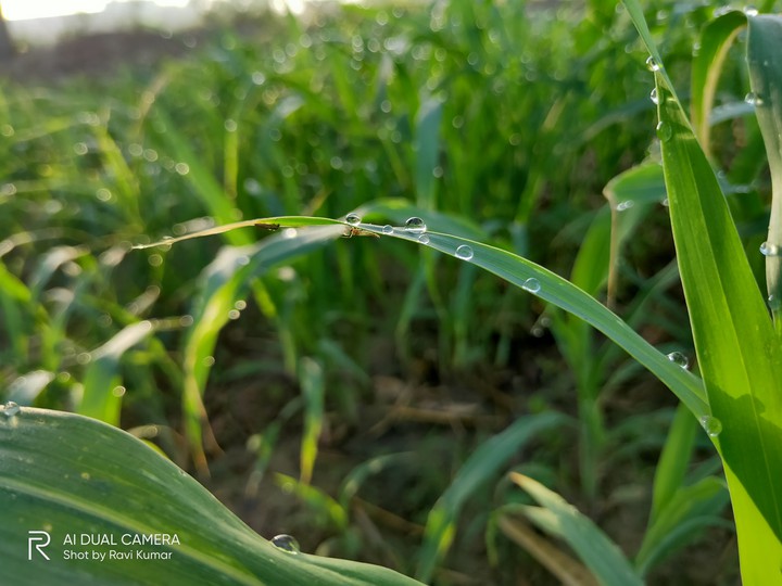 Green leaf