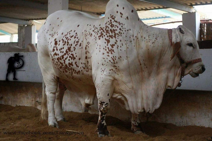 animal