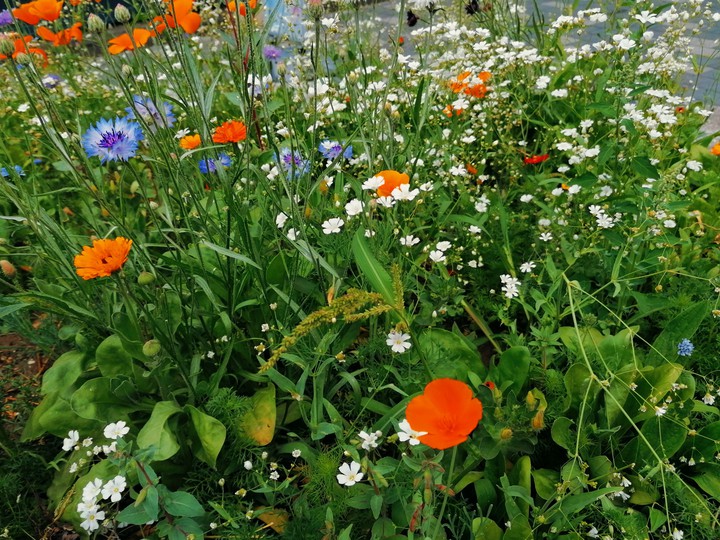 wild flowers