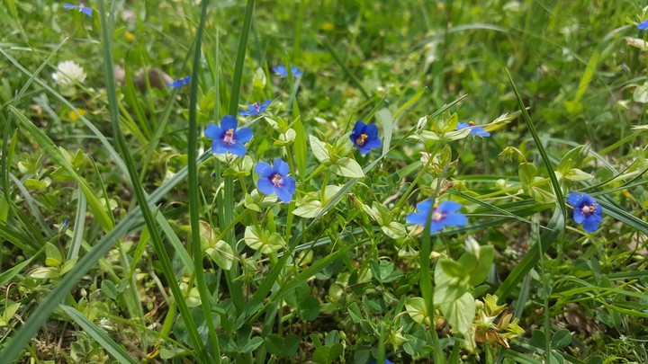 Blue  flowers