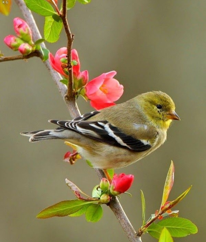 Bird & flowers.