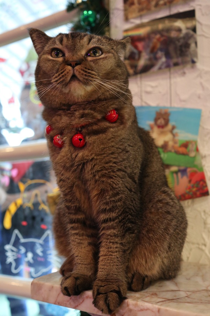 cat
