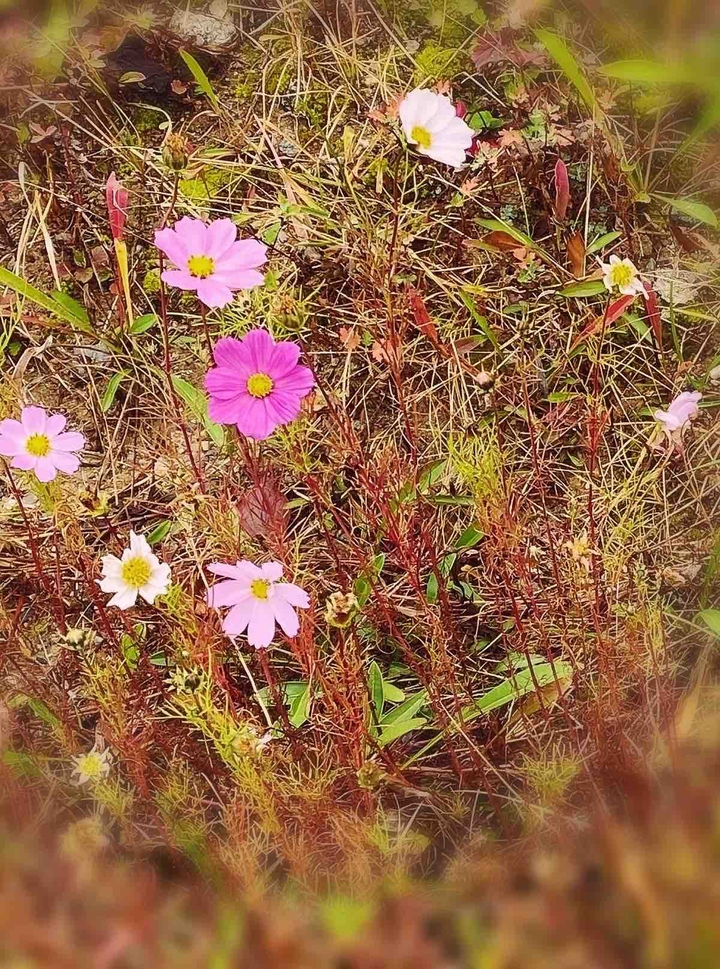 cosmos