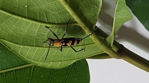 Wasp-mimicking beetle, Daintree rainforest