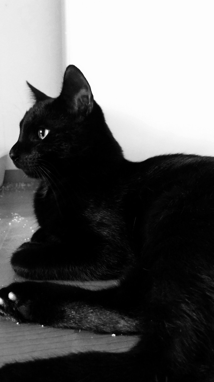a cute cat