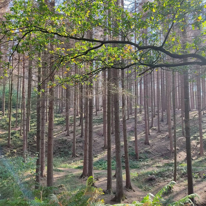 Forest