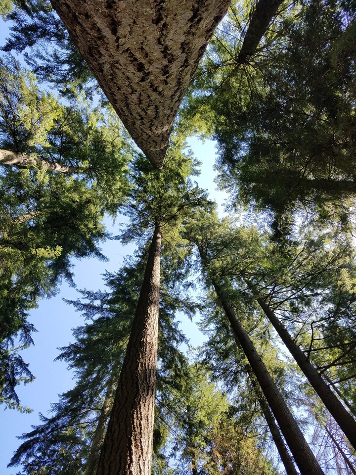 Tall Trees