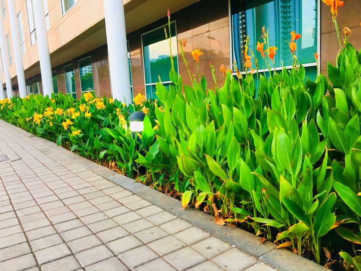 Green way