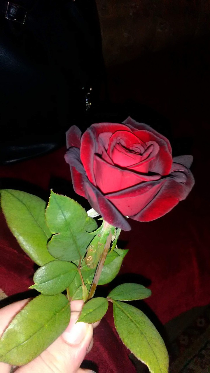 rose