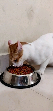 munching