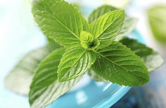 Fresh Mint